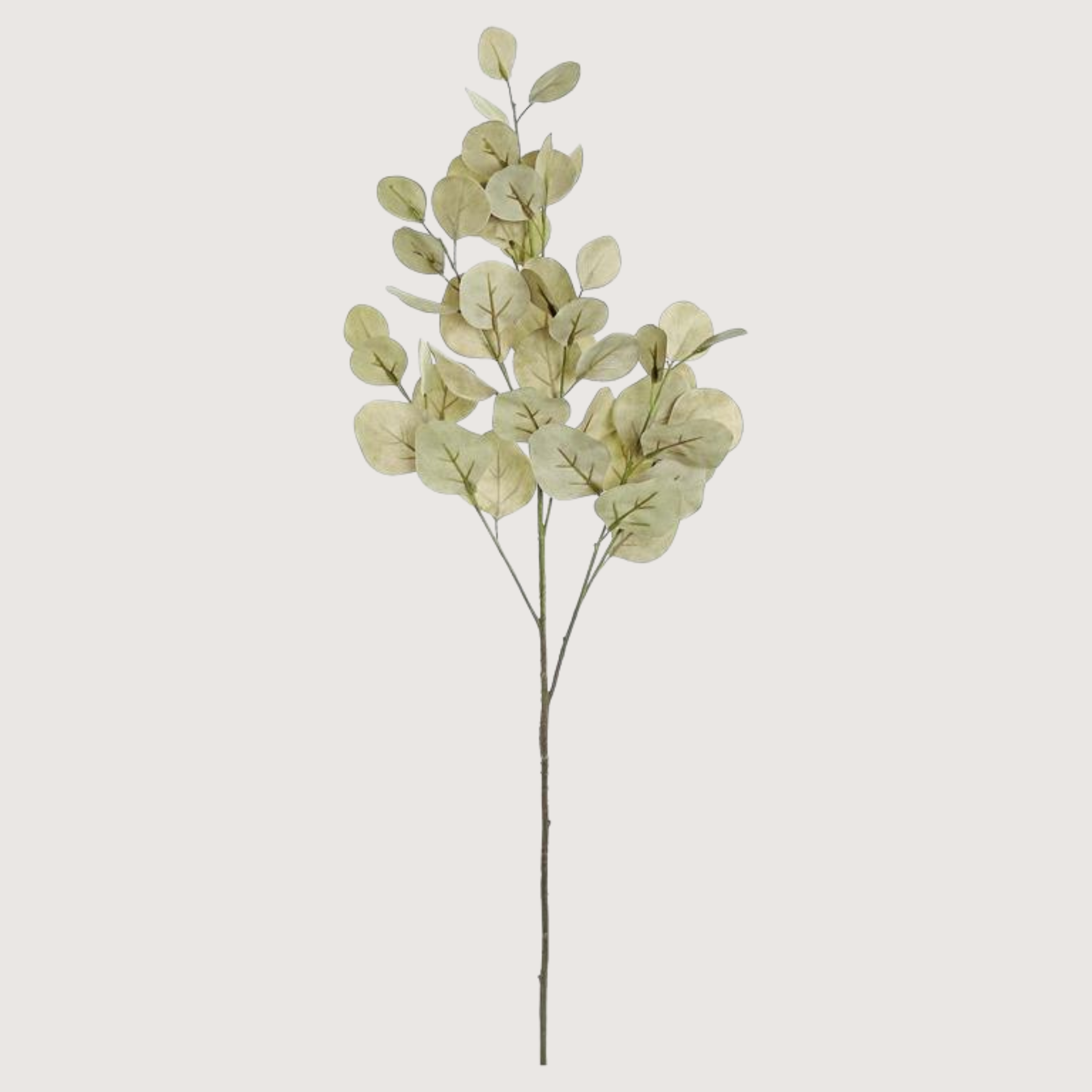 Silver Dollar Eucalyptus Spray